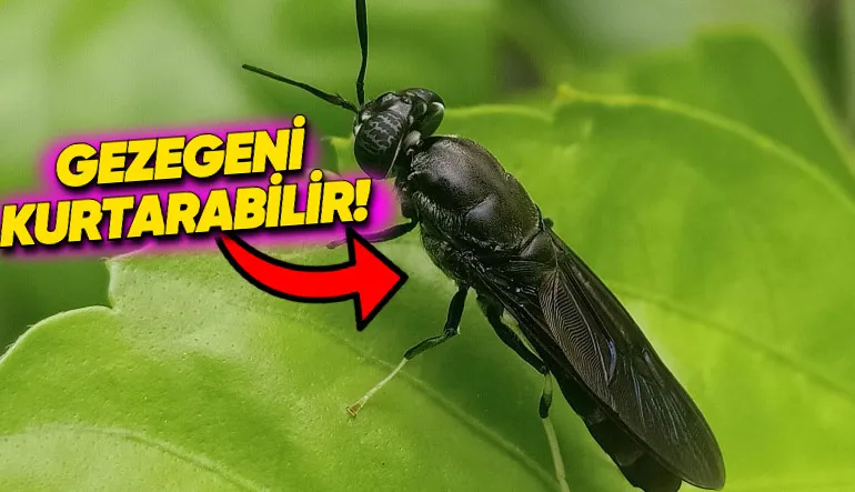 Dünyayı Kurtarmak İçin Son Umudumuz Sinekler: Genetiğini Değiştirip İnsan Atıklarını Yedirecekler!