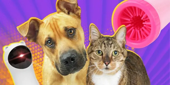 Evcil Hayvan Sahiplerinin Hayatını Kolaylaştıracak Eserler