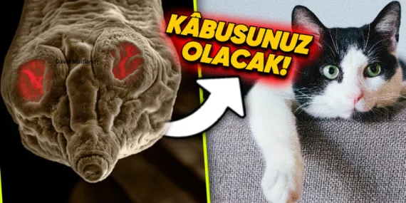 Evcil Hayvanlarımızda Görülen Parazitlerin Rüyalarınıza Girecek Yakından Fotoğrafları Çekildi