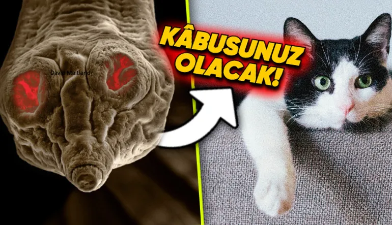 Evcil Hayvanlarımızda Görülen Parazitlerin Rüyalarınıza Girecek Yakından Fotoğrafları Çekildi
