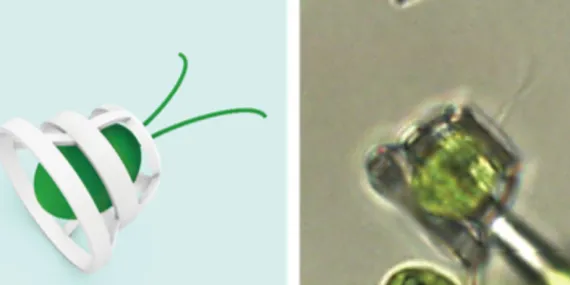 Generator Rex Olacağız: Tek Hücreli Canlıların Kullanabileceği Araçlar Üretildi