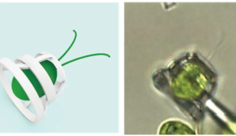 Generator Rex Olacağız: Tek Hücreli Canlıların Kullanabileceği Araçlar Üretildi