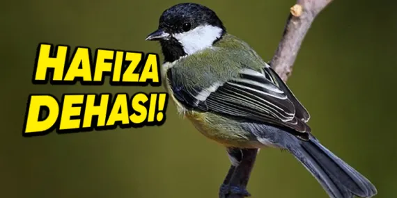 ‘Hafıza Dehaları’ da Denilen Baştankara Kuşları, Yiyeceklerini Nereye Sakladıklarını Nasıl Bu Kadar İyi Hatırlıyor? Üzerine Yapılmış Bir Çalışma Var!