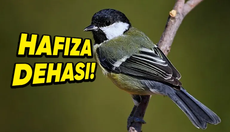 ‘Hafıza Dehaları’ da Denilen Baştankara Kuşları, Yiyeceklerini Nereye Sakladıklarını Nasıl Bu Kadar İyi Hatırlıyor? Üzerine Yapılmış Bir Çalışma Var!