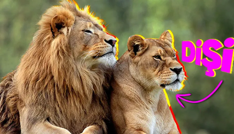 Hayvan Türlerinin Neredeyse Hepsinde Erkekler Dişilerden Daha mı Büyük Yoksa Bize mi Öyle Geliyor?