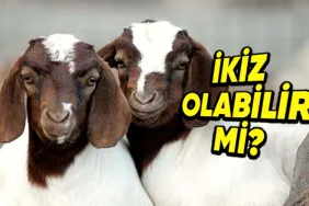 hayvanlar-da-tipki-insanlar-gibi-ikiz-dogurabilir-mi-snXdlnRH.png