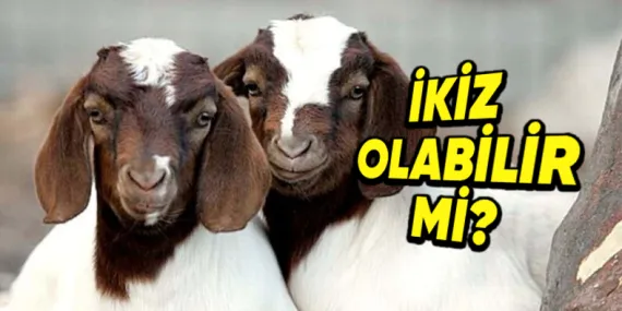 Hayvanlar da Tıpkı İnsanlar Gibi İkiz Doğurabilir mi?