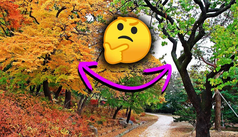 İlkbaharda Yemyeşil Olan Yaprakların Sonbaharda Sarıya Dönmesinin Nedeni Tam Olarak Ne?