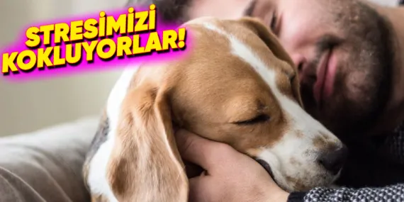 İnsanların Stresli Olmasının Köpeklerin Duygularını Kötü Etkilediği Ortaya Çıktı