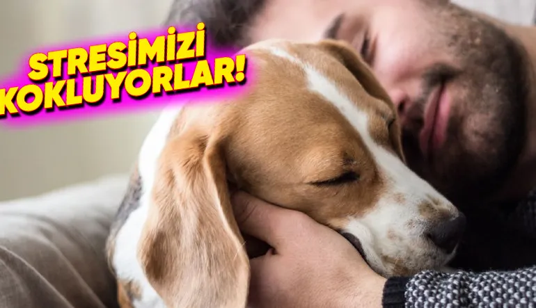 İnsanların Stresli Olmasının Köpeklerin Duygularını Kötü Etkilediği Ortaya Çıktı