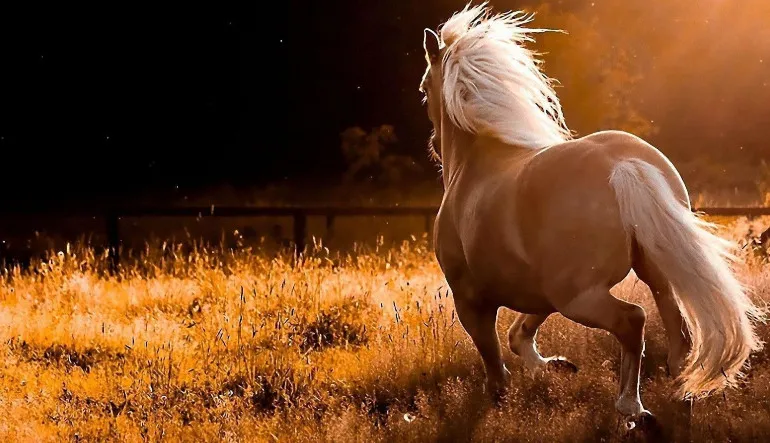 Isı ve Elektrik Üretimi İçin Yeni Bir Kaynak Bulundu: At Dışkısı (Tezek Değil)