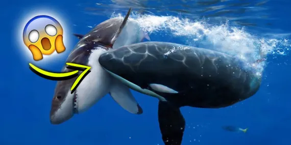 Katil Balinalar Neden Köpek Balıklarını Öldürdükten Sonra Karaciğerini Çıkarıyor?