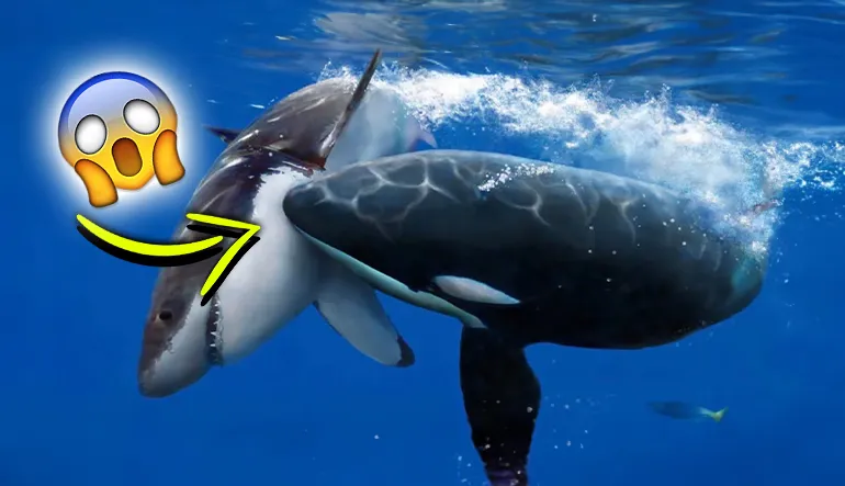 Katil Balinalar Neden Köpek Balıklarını Öldürdükten Sonra Karaciğerini Çıkarıyor?