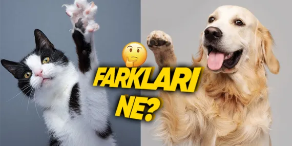 Kediler Tırnaklarını İçeri Çekip Sessizce Yürüyebilirken Köpekler Neden Çekemez? ‘Tık Tık’ Sesi Kulağımızda Yankılandı Bile!