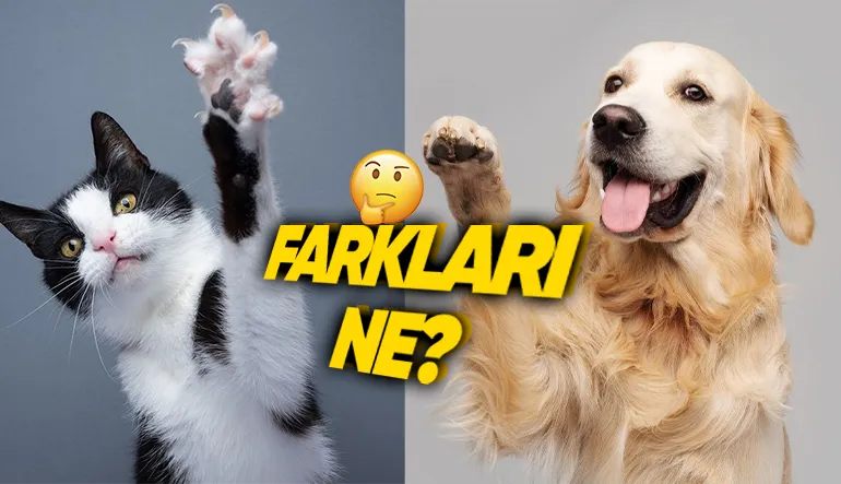 Kediler Tırnaklarını İçeri Çekip Sessizce Yürüyebilirken Köpekler Neden Çekemez? ‘Tık Tık’ Sesi Kulağımızda Yankılandı Bile!