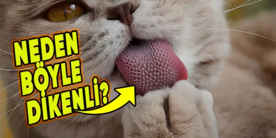Kedilerin Dillerinde Neden Bu Minik Dikensi Yapılar Var?