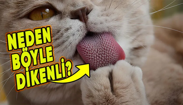 Kedilerin Dillerinde Neden Bu Minik Dikensi Yapılar Var?