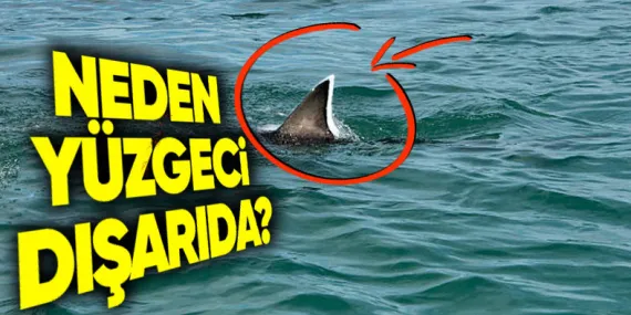 Köpek Balıklarını Neden Hep Yüzgeçleri Denizin Üstünde Yüzerken Görürüz?