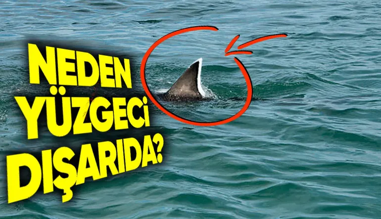 Köpek Balıklarını Neden Hep Yüzgeçleri Denizin Üstünde Yüzerken Görürüz?