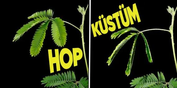 Küstüm Çiçeği Gerçek Anlamda Neden Küsüyor? Verdiği Başka Tepkiler de Varmış!