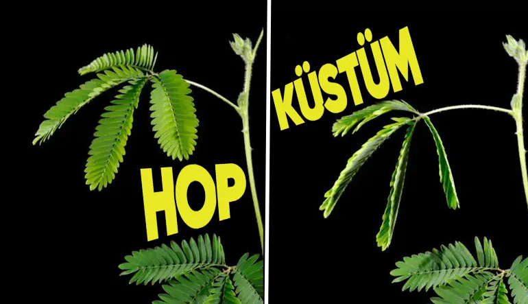 Küstüm Çiçeği Gerçek Anlamda Neden Küsüyor? Verdiği Başka Tepkiler de Varmış!