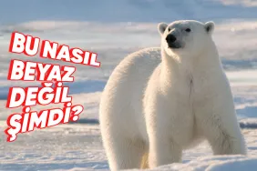 kutup-ayilarinin-derisinin-beyaz-degil-de-aslinda-siyah-oldugunu-soylesek-iyi-de-nasil-CwDJCpAd.jpg