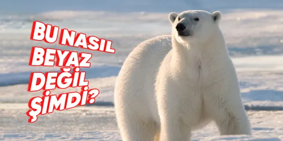 Kutup Ayılarının Derisinin Beyaz Değil de Aslında Siyah Olduğunu Söylesek! İyi de Nasıl?