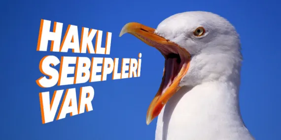 Martılar Neden Sürekli Çığlık Atarak Geziyor?