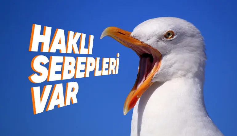 Martılar Neden Sürekli Çığlık Atarak Geziyor?