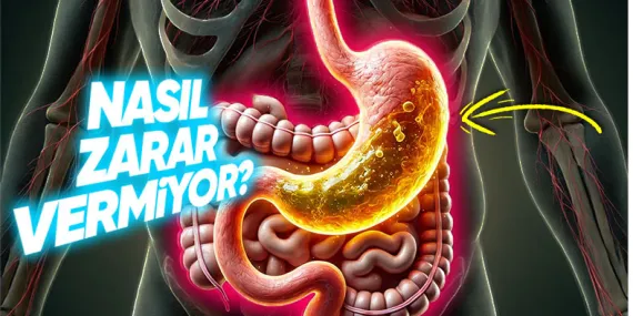Mide Asidi Midemizdeki Her Şeyi Eritirken Nasıl Oluyor da Midemize Zarar Vermiyor?