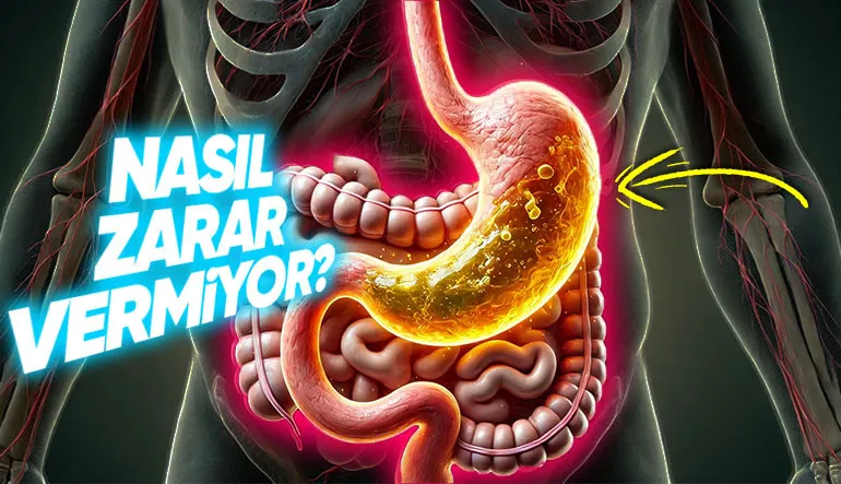 Mide Asidi Midemizdeki Her Şeyi Eritirken Nasıl Oluyor da Midemize Zarar Vermiyor?