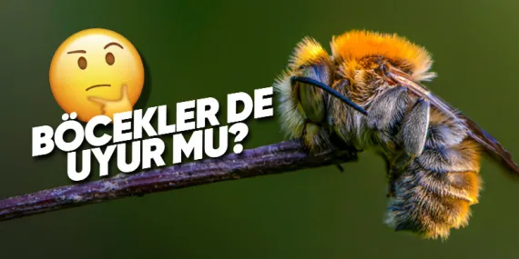 Ne Zaman Görsek Pıtı Pıtı Bir Yerlere Giden Böcekler de Bizim Gibi Uyuyor mu?