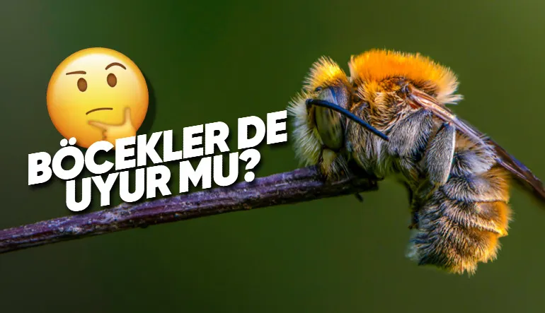 Ne Zaman Görsek Pıtı Pıtı Bir Yerlere Giden Böcekler de Bizim Gibi Uyuyor mu?