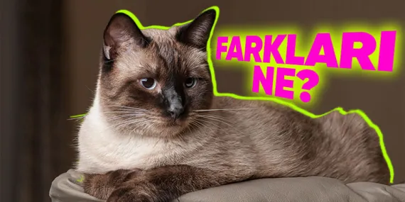 Normal Kedilerin Aksine Siyam Kedilerinin Renkleri Nasıl Oluyor da Sabit Kalmadan Değişebiliyor?