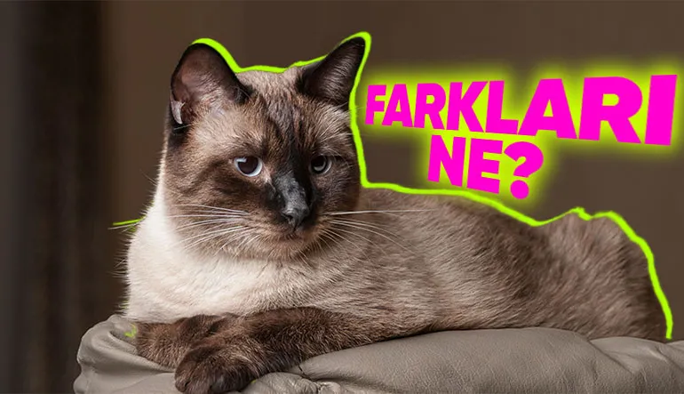 Normal Kedilerin Aksine Siyam Kedilerinin Renkleri Nasıl Oluyor da Sabit Kalmadan Değişebiliyor?