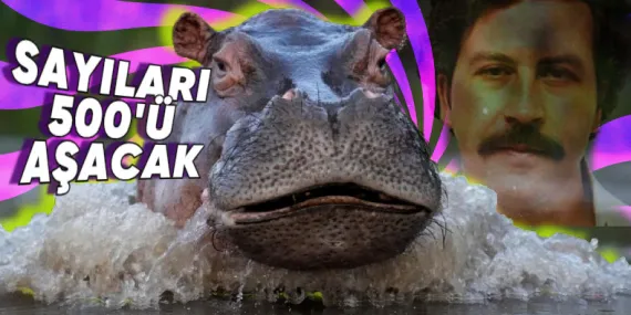 Pablo Escobar’ın Bir Vakitler Yasa Dışı Yollarla Kolombiya’ya Soktuğu “Su Aygırları” Neden Büyük Bir Sorun Hâline Geldi?