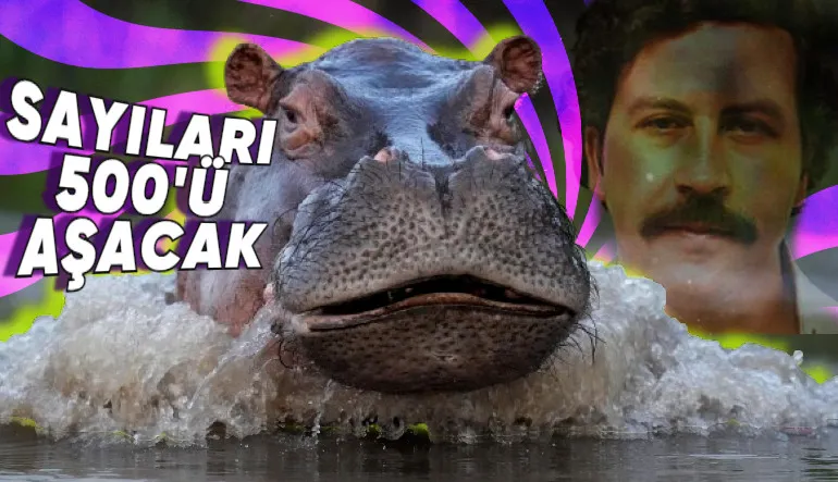 Pablo Escobar’ın Bir Vakitler Yasa Dışı Yollarla Kolombiya’ya Soktuğu “Su Aygırları” Neden Büyük Bir Sorun Hâline Geldi?