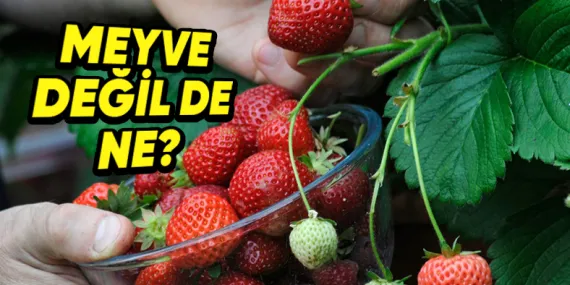 Patlıcan Bile Bir Meyve Olarak Kabul Edilirken Çilek Neden Değildir?