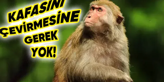 Primatların Beyinlerinde Yüz Tanıma İçin Özel Bir “Mekanizma” Olduğu Keşfedildi