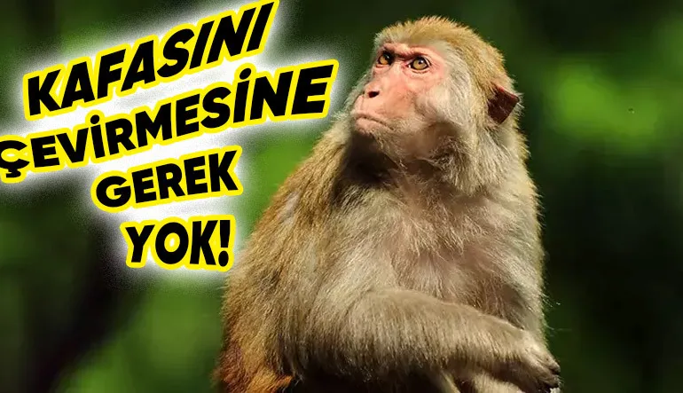 Primatların Beyinlerinde Yüz Tanıma İçin Özel Bir “Mekanizma” Olduğu Keşfedildi