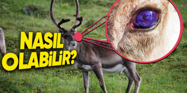 ren-geyiklerinin-gozlerinin-morotesi-isigi-algilamasinin-cok-sasirtici-sebebi-kisin-bu-yuzden-gozleri-maviye-J4IKfwCY.jpeg