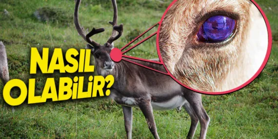Ren Geyiklerinin Gözlerinin Morötesi Işığı Algılamasının Çok Şaşırtıcı Sebebi: Kışın Bu Yüzden Gözleri Maviye Dönüyor!