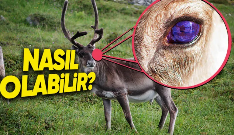 Ren Geyiklerinin Gözlerinin Morötesi Işığı Algılamasının Çok Şaşırtıcı Sebebi: Kışın Bu Yüzden Gözleri Maviye Dönüyor!
