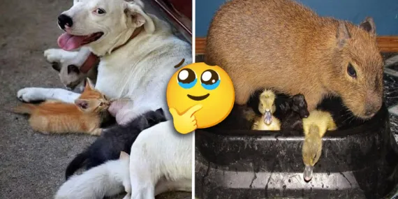 Sosyal Medyadaki Tatlı Görüntülerin Bilimsel Yüzü: Bazı Hayvanlar Neden Başka Hayvanların Yavrularına Bakıyor?