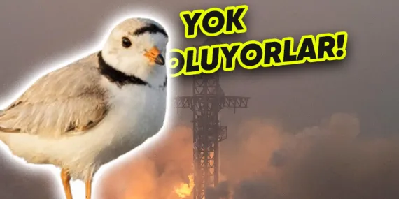 SpaceX’in Tam Bir Doğa Katliamı Yaptığı Ortaya Çıktı: Kuşların Göç Yolları Bile Değişmiş!