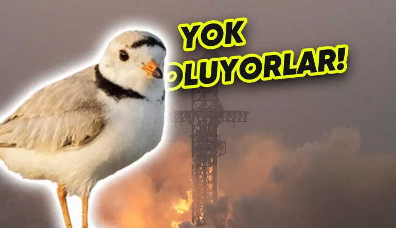 SpaceX’in Tam Bir Doğa Katliamı Yaptığı Ortaya Çıktı: Kuşların Göç Yolları Bile Değişmiş!