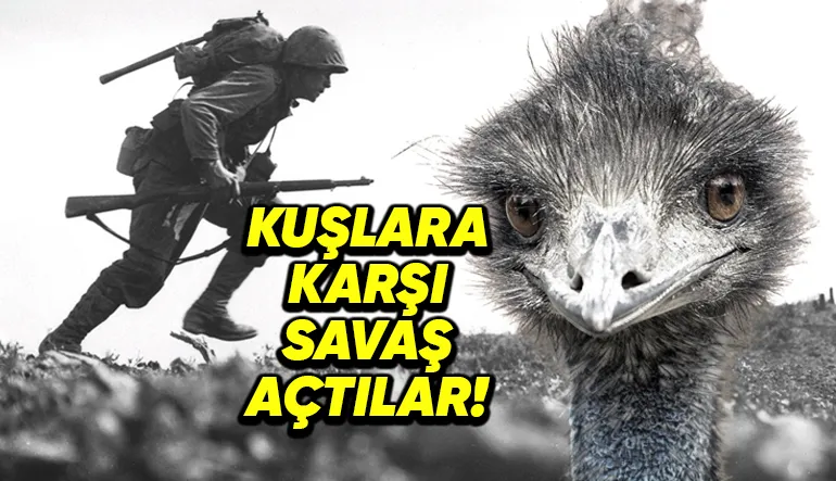Tam 92 Yıl Önce Avustralya’nın Emu Kuşlarına Açtığı Savaşın İlginç Hikâyesi