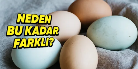 Tavuk Yumurtalarının Renkleri Neden Birbirinden Farklı Olur?