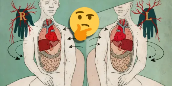 Vücudumuz Dıştan Simetrikken İç Organlarımız Neden Asimetrik? Sonradan Oluyormuş!