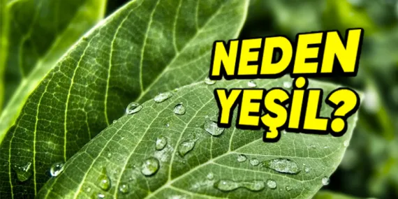 Yapraklar Neden Mavi, Kırmızı veya Mor Değil de Yeşildir? (Hayati Bir Nedeni Var!)